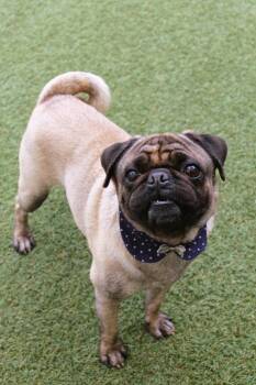Pug Dogs Available for Adoption in Gardena, California - Q | PetCurious