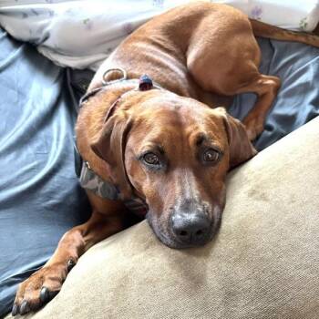 Brew -  Redbone Coonhound and Mixed Breed Dog for Adoption - Brew | PetCurious