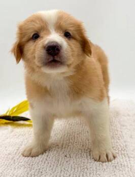 Linus -  Australian Shepherd and Mixed Breed Dog for Adoption in Bowling Green, Kentucky - Linus | PetCurious