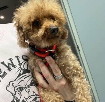Miniature Poodle Dogs Available for Adoption - Fairway  | PetCurious