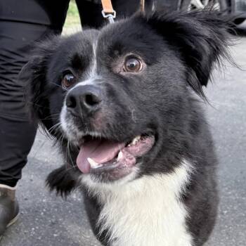 Stevie -  Border Collie Dog for Adoption in Quilcene, Washington - Stevie | PetCurious