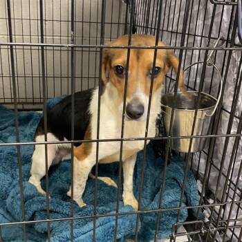 Beagle Dogs Available for Adoption - Mandala - 020601U | PetCurious