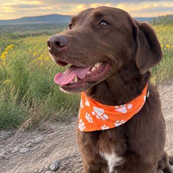 Ted -  Chocolate Labrador Retriever Dog for Adoption in Idaho Falls, Idaho - Ted | PetCurious