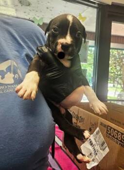 Antarctica -  Mixed Breed Dog for Adoption in Nashville, Tennessee - Antarctica | PetCurious