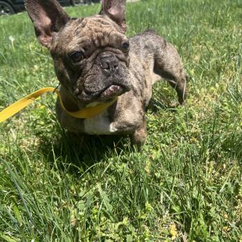 Chocco -  French Bulldog Dog for Adoption in Rockville, Maryland - Chocco | PetCurious