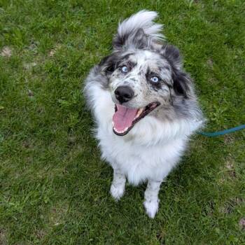 Australian Shepherd Dogs Available for Adoption in Glenfield, New York - Nova | PetCurious