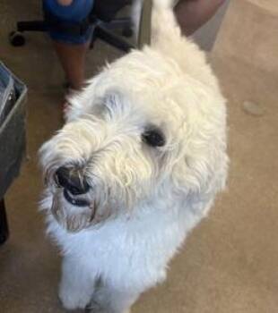 Rescue Poodle Dogs for Adoption in Fernandina Beach, Florida - WILLOW | PetCurious