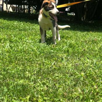 Moose -  Border Collie and Australian Shepherd Dog for Adoption in Campton, Kentucky - Moose | PetCurious