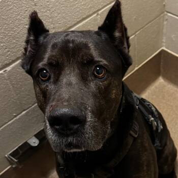Hoss -  Mastiff Dog for Adoption in Hinesville, Georgia - Hoss | PetCurious