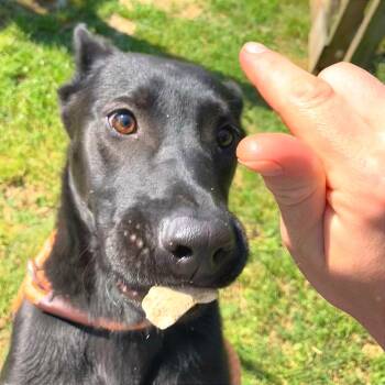 Mixed Breed Dogs Available for Adoption in Chattanooga, Tennessee - Rockstar | PetCurious