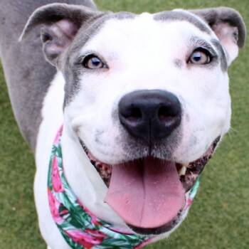 Rescue Terrier and Mixed Breed Dogs for Adoption in Largo, Florida - Misty | PetCurious