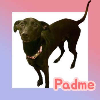 Rescue Black Labrador Retriever and Italian Greyhound Dogs for Adoption in Chuckey, Tennessee - Padme - NJ | PetCurious