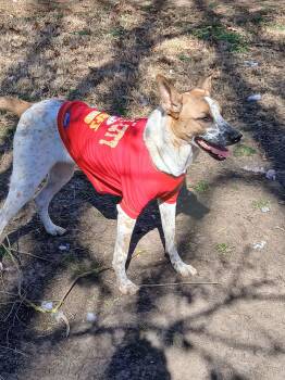 Cattle Dog Dogs Available for Adoption - Henry | PetCurious