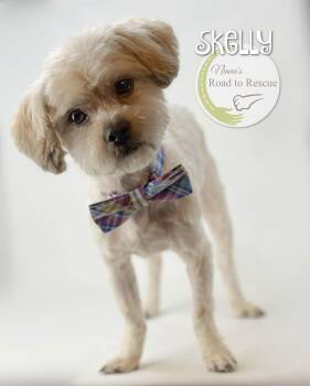 Maltese and Poodle Dogs Available for Adoption - Skelly | PetCurious
