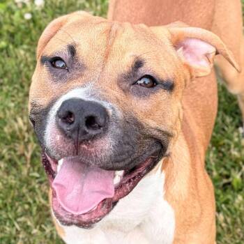 Andy -  Terrier Dog for Adoption in Jefferson, Wisconsin - Andy | PetCurious