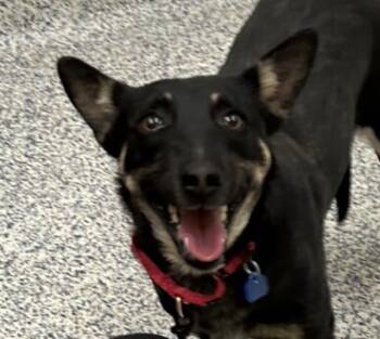 Rescue Australian Kelpie and Shepherd Dogs for Adoption in Golden, Colorado - Pearl | PetCurious