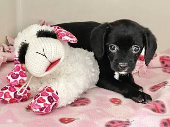 Cavalier King Charles Spaniel and Terrier Dogs Available for Adoption - Cara | PetCurious