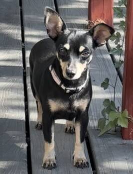 Rescue Chihuahua Dogs for Adoption in New Braunfels, Texas - Ariel | PetCurious