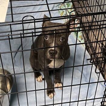 Toaster Strudel -  Terrier Dog for Adoption in St. Louis, Missouri - Toaster Strudel | PetCurious