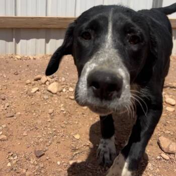 Abacus -  Mixed Breed Dog for Adoption in Moab, Utah - Abacus | PetCurious