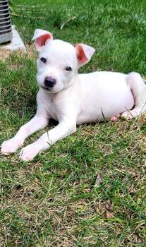 Sheldon -  Terrier and Chihuahua Dog for Adoption in Plainfield, Illinois - Sheldon | PetCurious