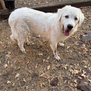 Snowy -  Great Pyrenees Dog for Adoption in Sadler, Texas - Snowy | PetCurious