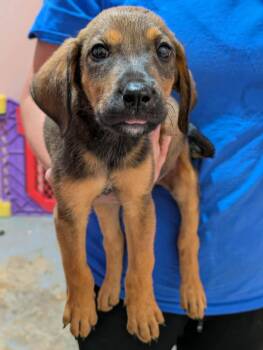 Gator -  Mixed Breed Dog for Adoption in Huntsville, Alabama - Gator | PetCurious