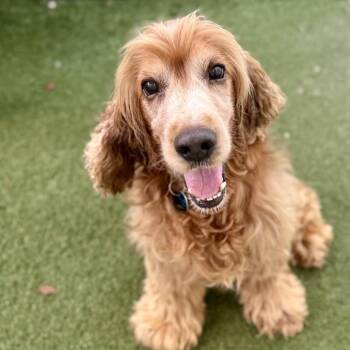 Maloney -  Cocker Spaniel Dog for Adoption in Fort Lauderdale, Florida - Maloney | PetCurious