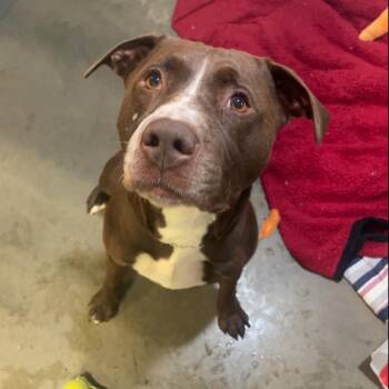 Tank -  Pit Bull Terrier and Mixed Breed Dog for Adoption in Bismarck, North Dakota - Tank | PetCurious