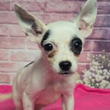 Cowrie -  Chihuahua and Mixed Breed Dog for Adoption in Fort Collins, Colorado - Cowrie | PetCurious