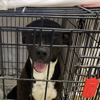 Pit Bull Terrier Dogs Available for Adoption in Tupelo, Mississippi - Tina - 120305T | PetCurious