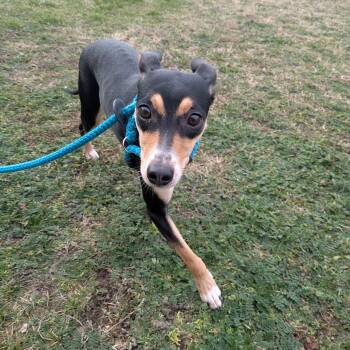 Rat Terrier and Miniature Pinscher Dogs Available for Adoption - Ruby | PetCurious