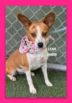 LEAH -  Chihuahua Dog for Adoption in Marietta, Georgia - LEAH | PetCurious