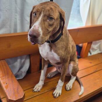 Mixed Breed Dogs Available for Adoption in Wahiawa, Hawaii - Ricky | PetCurious