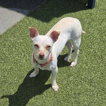 Sunflower -  Chihuahua Dog for Adoption in Fall River, Massachusetts - Sunflower | PetCurious
