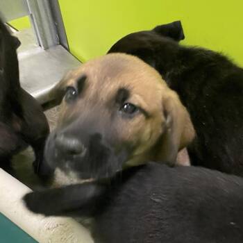 Glinda -  Shepherd and Labrador Retriever Dog for Adoption in Spokane, Washington - Glinda | PetCurious