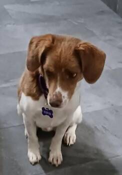 Rescue Beagle Dogs for Adoption in Port Barrington, Illinois - Cash | PetCurious