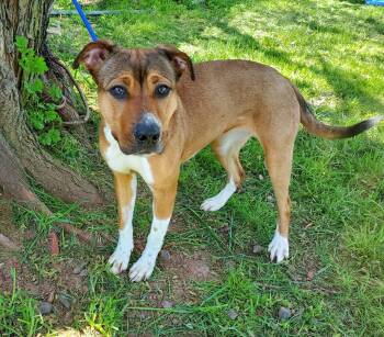 Shepherd and Labrador Retriever Dogs Available for Adoption in Jersey City, New Jersey - Jessie | PetCurious
