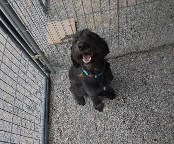 Parker (Bonnie P2) -  Terrier Dog for Adoption in Pahrump, Nevada - Parker (Bonnie P2) | PetCurious