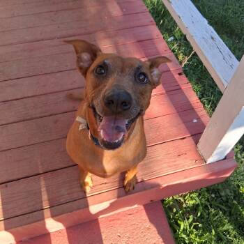 Rescue Pit Bull Terrier and Dachshund Dogs for Adoption in Lynchburg, Virginia - Huckleberry Finn | PetCurious