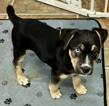 Ice Cream -  Husky and Pit Bull Terrier Dog for Adoption in West Peoria, Illinois - Ice Cream | PetCurious
