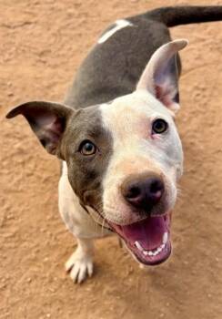 American Staffordshire Terrier Dogs Available for Adoption - OLIVE | PetCurious