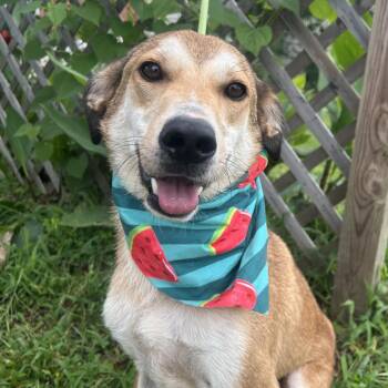 Prince Charming -  Mixed Breed Dog for Adoption in West Point, Mississippi - Prince Charming | PetCurious
