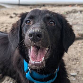Magnificient Macey -  Flat Coated Retriever Dog for Adoption in Reston, Virginia - Magnificient Macey | PetCurious