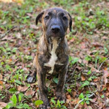 Labrador Retriever and Catahoula Leopard Dog Dogs Available for Adoption in Milton, Florida - Sarabi | PetCurious