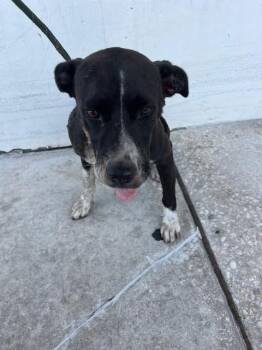 BANGO -  American Bulldog Dog for Adoption in Doral, Florida - BANGO | PetCurious