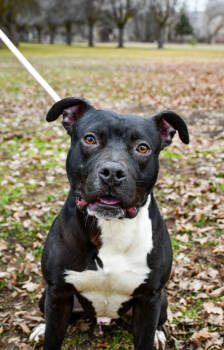 Rescue Pit Bull Terrier and Mixed Breed Dogs for Adoption in Yakima, Washington - Vegas | PetCurious
