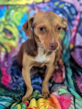 Dijon -  Chihuahua and Dachshund Dog for Adoption in Kingsburg, California - Dijon | PetCurious