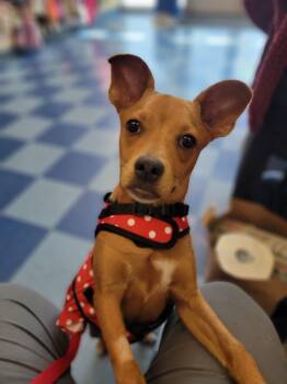 Noomi -  Chihuahua and Boxer Dog for Adoption in New Washoe City, Nevada - Noomi | PetCurious