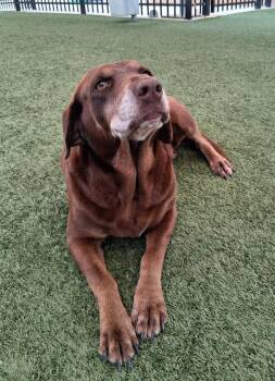 Labrador Retriever Dogs Available for Adoption in Seguin, Texas - Jujube | PetCurious